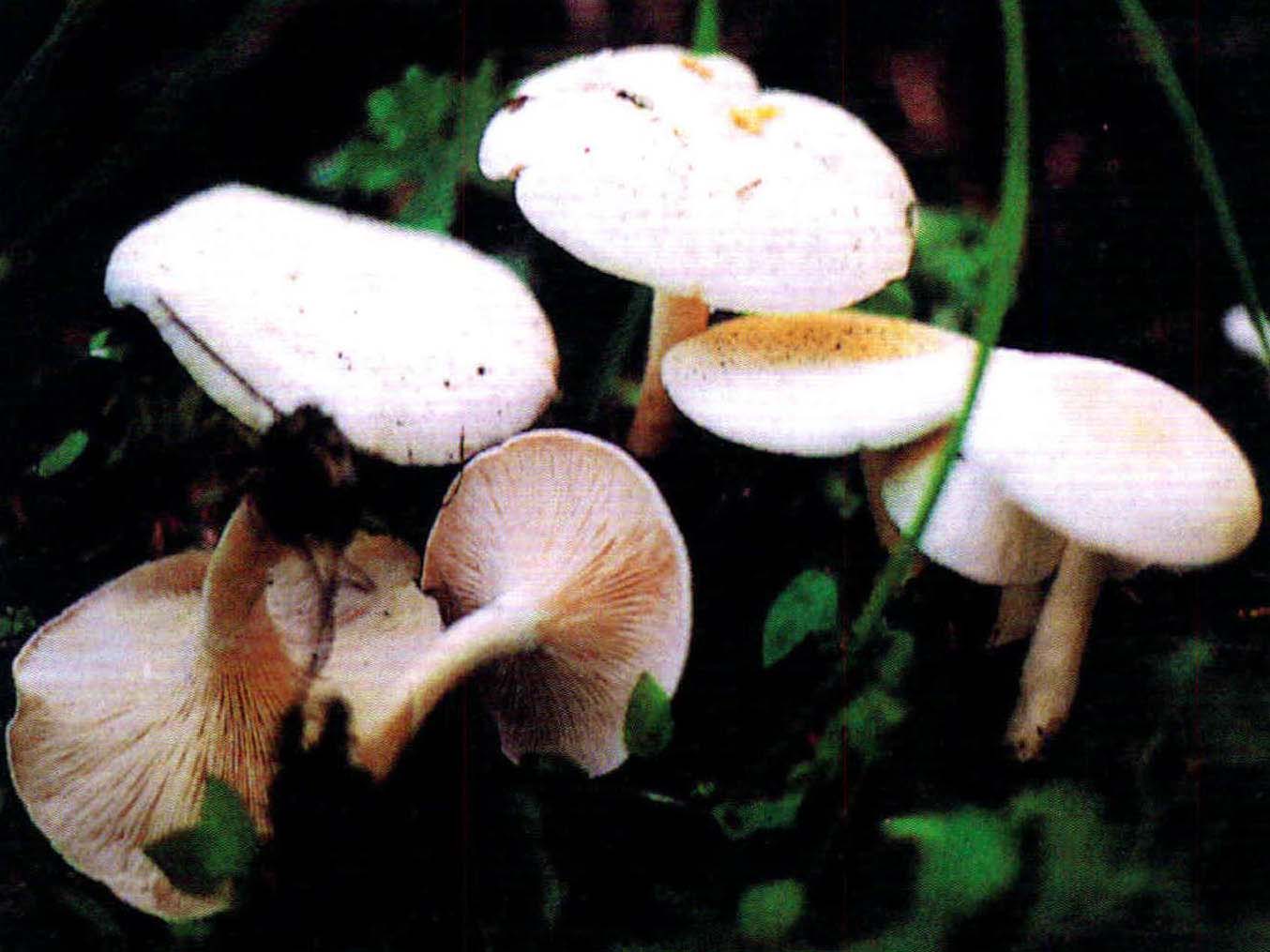 Clitocybe cerussata (Fr.)Kummer